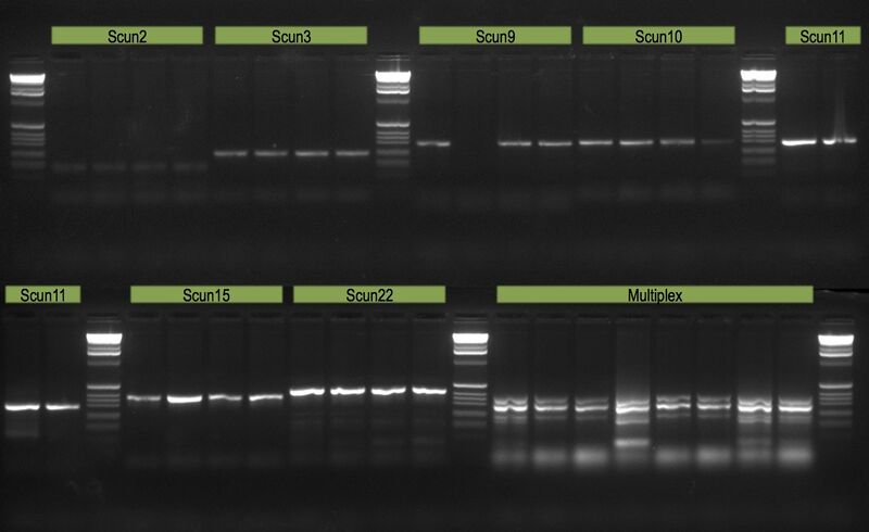 File:20110613 Gel.jpg