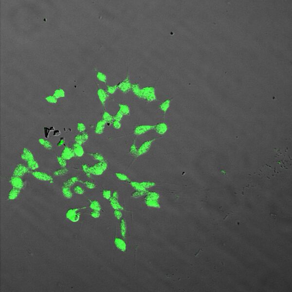 File:HKBUCell-2-R-P3 (1).jpg