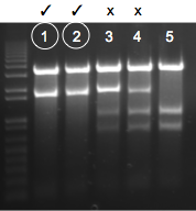 File:KAH 040110 gel1.tif