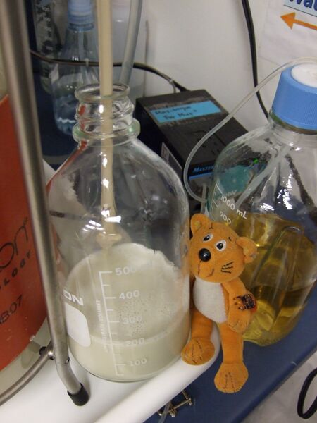 File:SAP A6 Thu 290710 half-litre removed.JPG