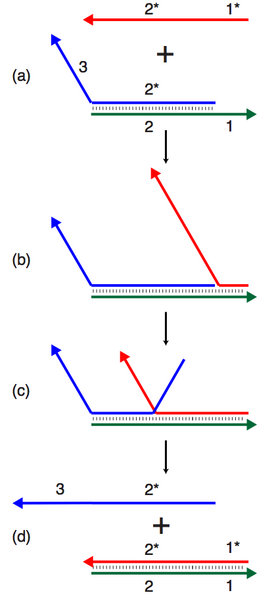 File:Strand displacement.png