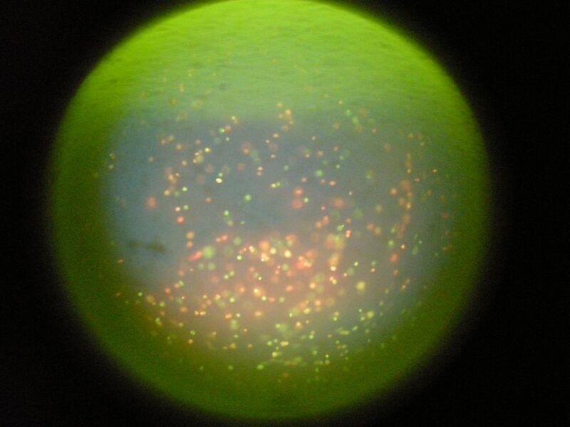 File:TR Green 0uM 2 2.jpg