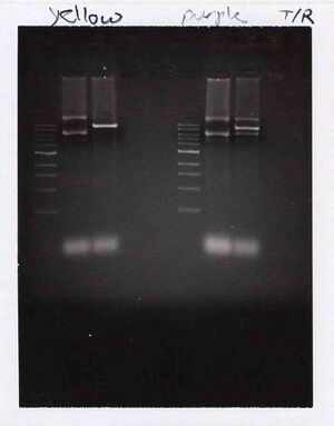 Gel for Yellow and Purple Groups, TR