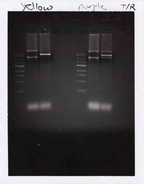 File:TR Yellow Purple M1D2.jpg