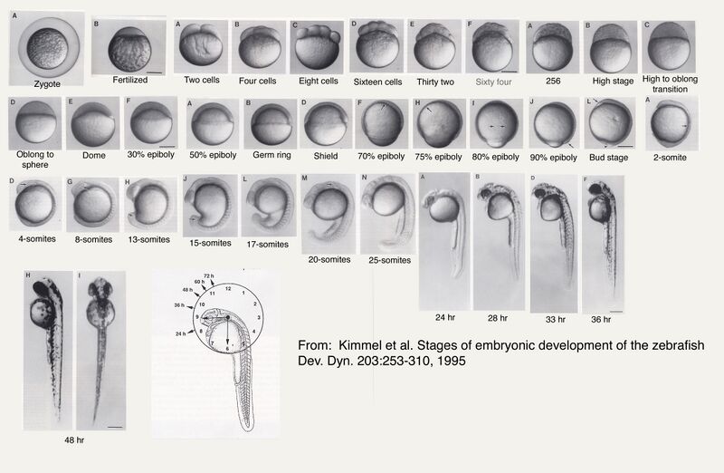 File:Zebrafish-developmenLW.jpg