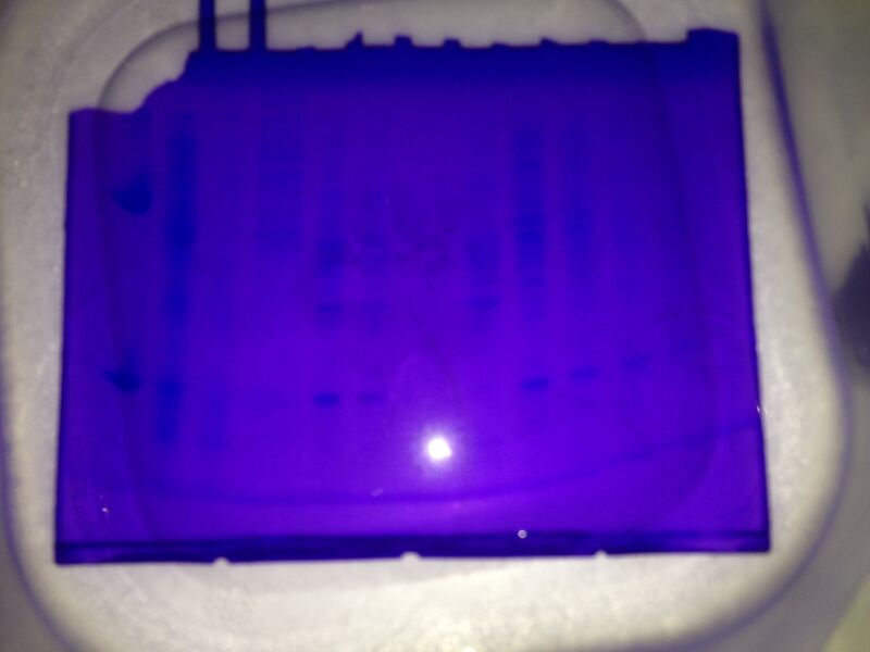 File:Gel 72314 DML.JPG