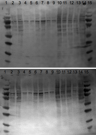 File:KAH 081310 ps1.tif