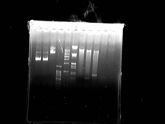 File:PCR 080811 enzyme cutting.tif