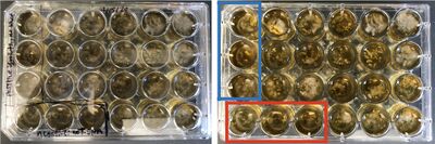 Representative image of first selection of liquid-based Agro.-mediated transformation. Blue box indicates samples without A. tumefaciens and without hygromycin B. Red box indicates samples without T-DNA and with hygromycin B.