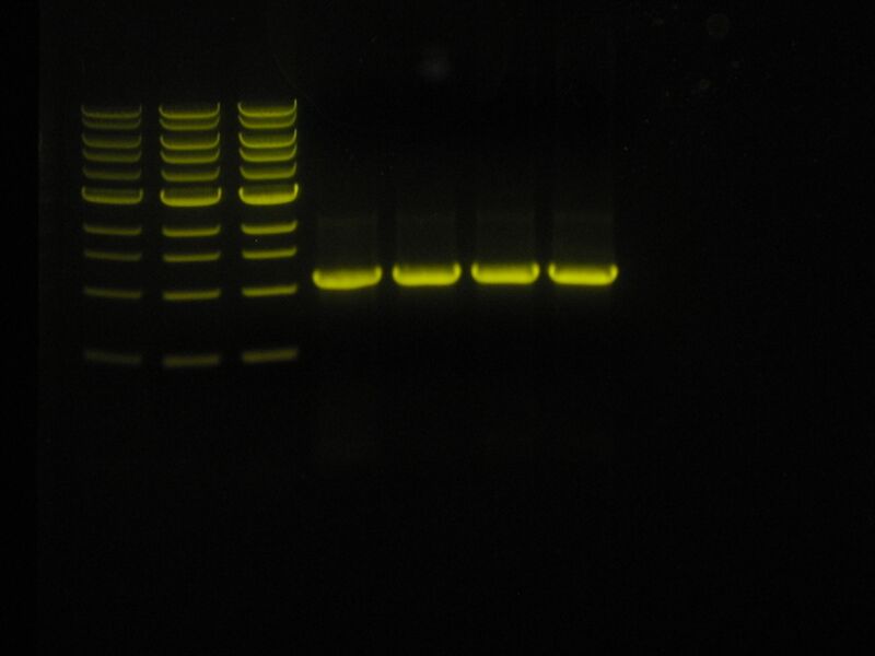 File:Capture 00027.JPG