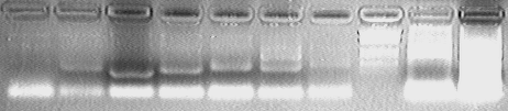 File:PKU 080514 ADH-PCR-check.tif