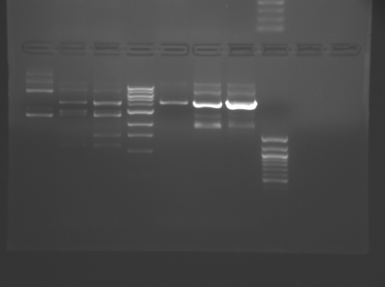 File:S09 M1D3 TR Pink.BMP