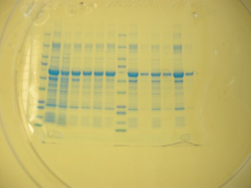 File:S12 M2D7 TR Prp-Red.JPG