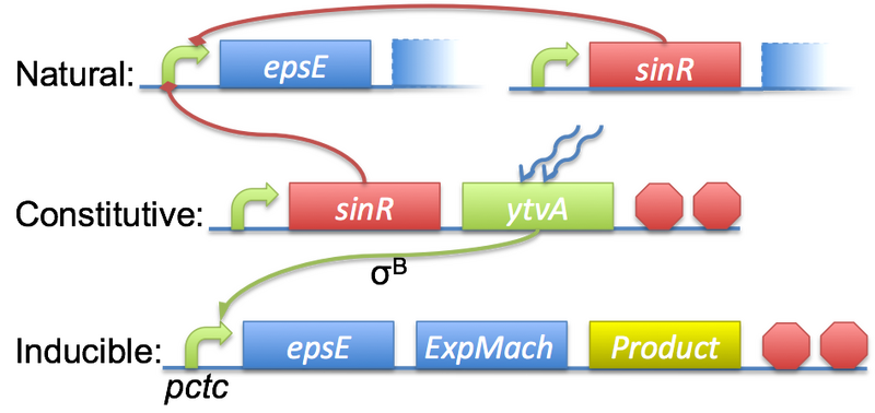 File:Subtilis Circuitry.png