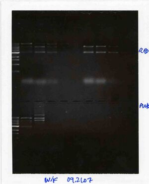 Gel for Red and Pink Groups, WF