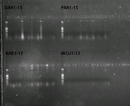 File:100728 Gelpic.jpg