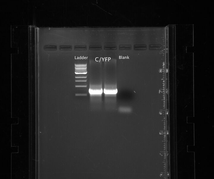 File:2010-02-16-CnYFP PCR.jpg