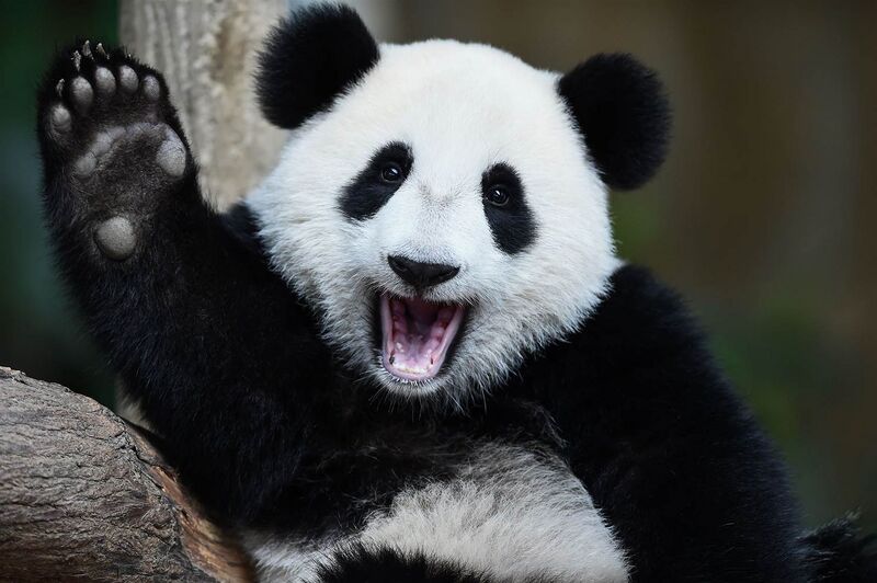 File:Cool panda.jpg