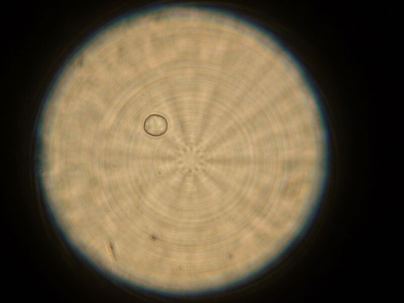 File:IC07 image116.jpg