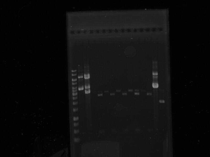 File:RestriccionesSalI PstI LovTAP&Promotores.jpg