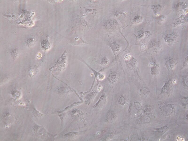 File:S-ceph5-20x futureN.JPG