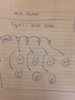 File:Serial dilution sketch.jpeg