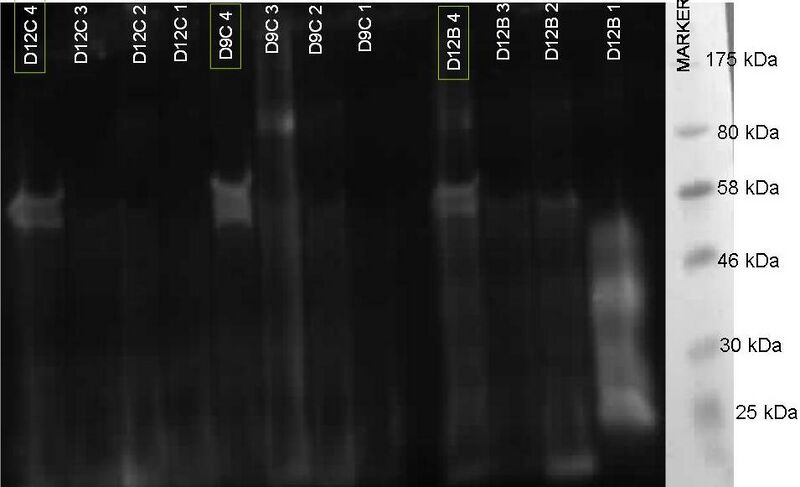 File:230310 CoIP AKAP Gel 2.JPG