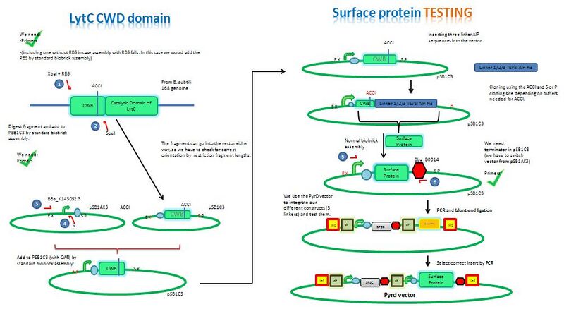 File:Assembly LytC.JPG