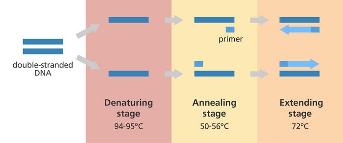 PCR steps