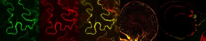 File:Pagnussat guarda 4.jpg