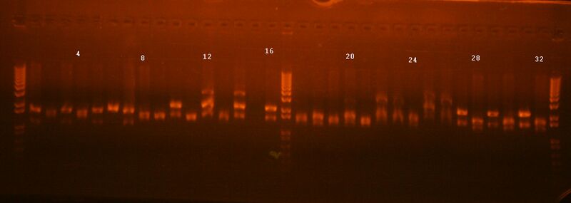 File:Restriction map of catchup methylated parts.jpg