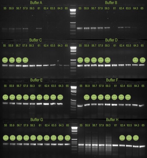 File:20110607 Gel.jpg