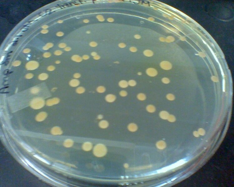 File:2012 02 06-transforming-top10-RoomTemp-LB-Amp-Sm.JPG