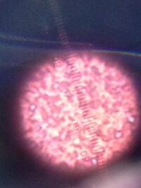 tetracycline agar plate