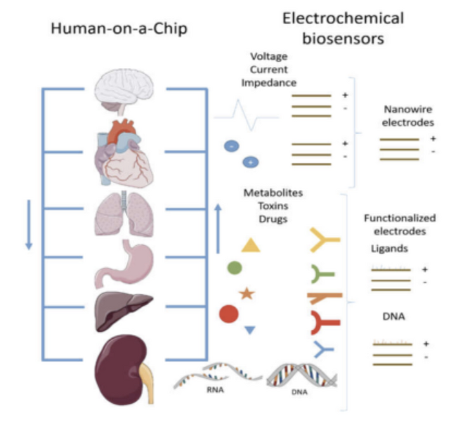File:Human on a chip.png