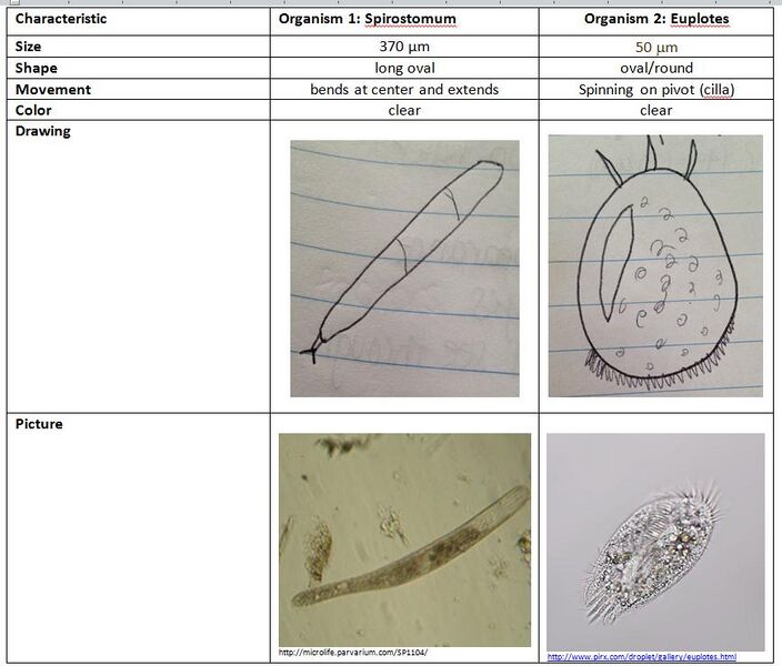 File:Lab 1 Table 1.jpg