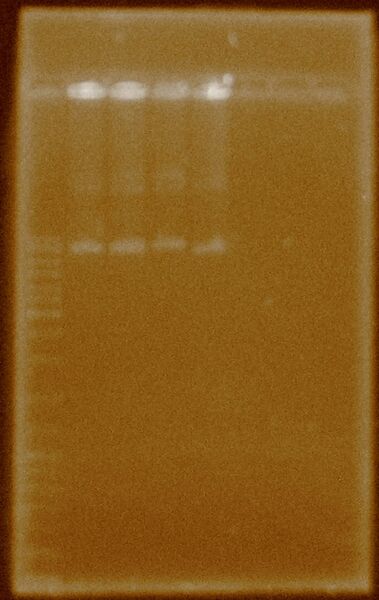 File:PBBMRCS-5 Purity FAIL.JPG