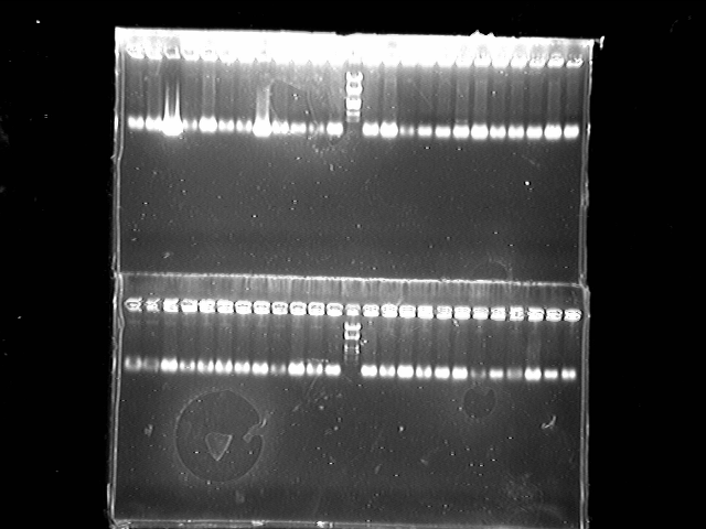 File:PKU-9-7 gal4mutation检测 touchdownFastPCR 1719-1743.tif