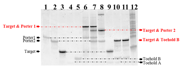 this is Electrophpresis