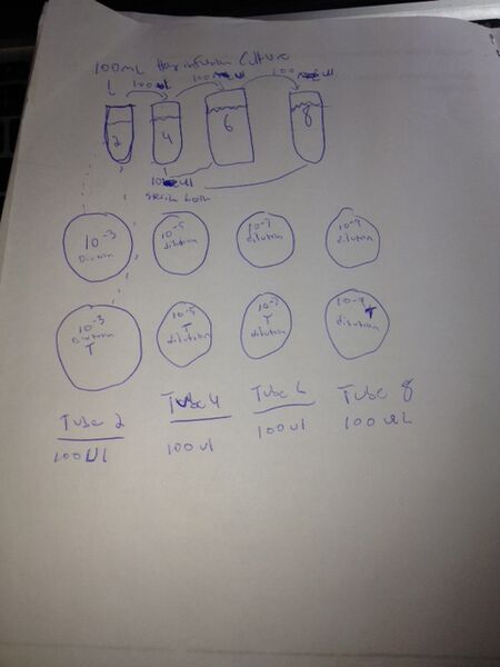 File:Serial Dilutions.jpg