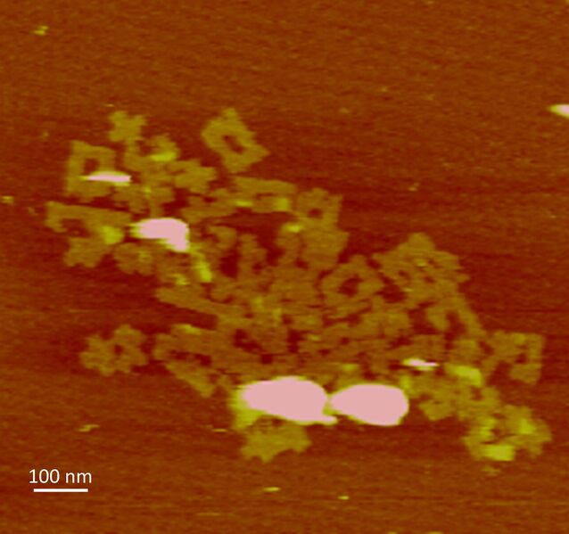 File:BT plus shaped AFM.jpg