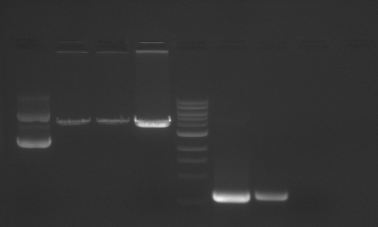 File:F13 M1D3 TR-Prp.jpg