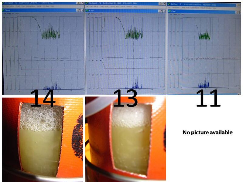 File:Fermentation 111314.jpg