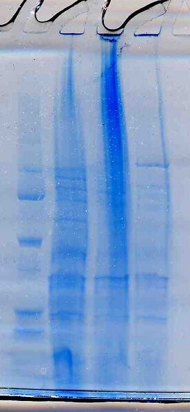 File:Macintosh HD-Users-nkuldell-Desktop-WFprotgel yellow.jpg