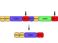 Schematic of T9002 and the T9002 mutant. Solid black arrows indicate the two 143bp homologous regions in T9002.
