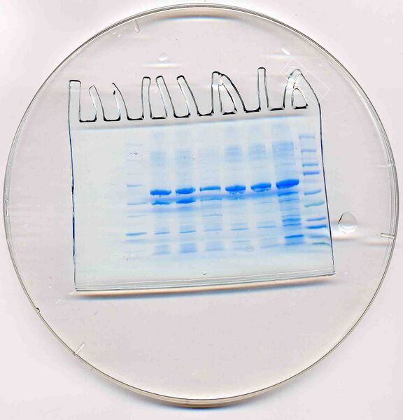 File:20.109 S08 TR-Purple.jpg