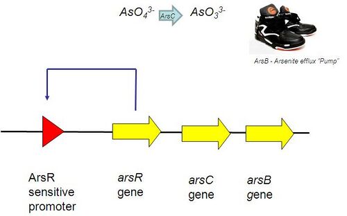 The Ars Operon.
