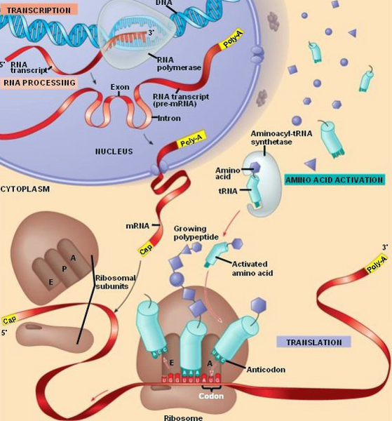 File:E.coli expression.png