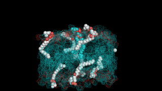 DOPC being extracted from a membrane with lysolipids.
