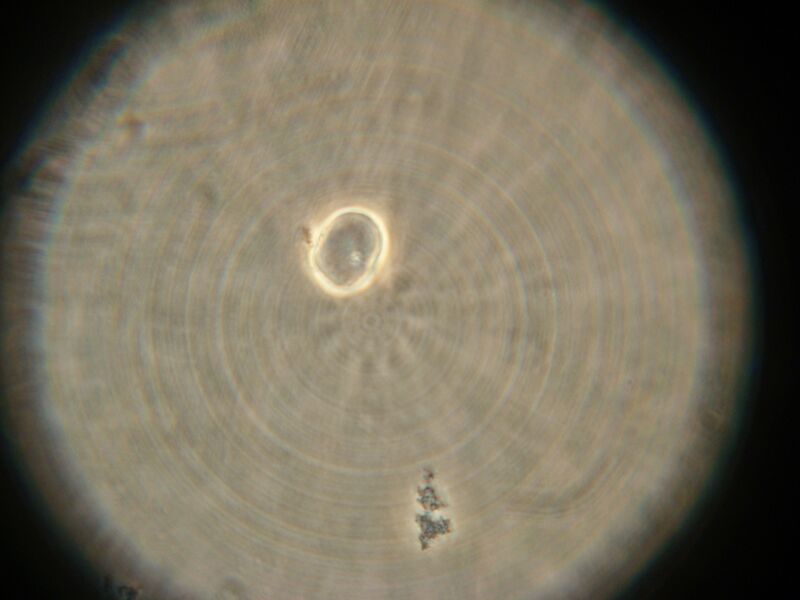 File:IC07 image163.jpg